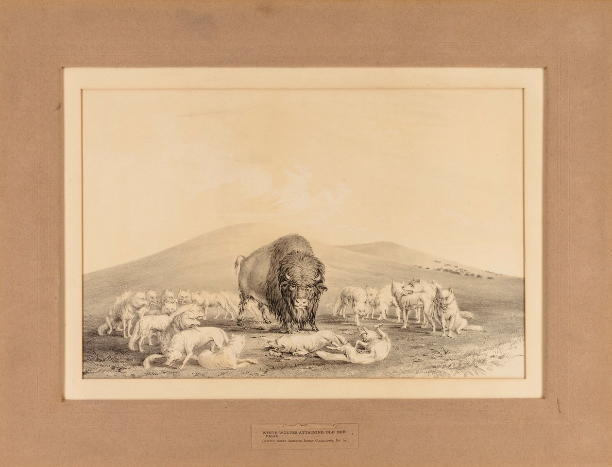 Weiße Wölfe greifen alten Büffel an--Nr. 10 von George Catlin