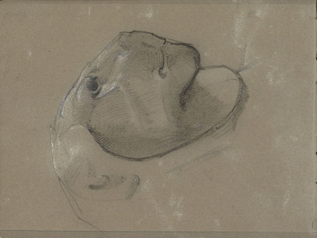 Löwenkopf, vermutlich nach einer Skulptur von George Clausen