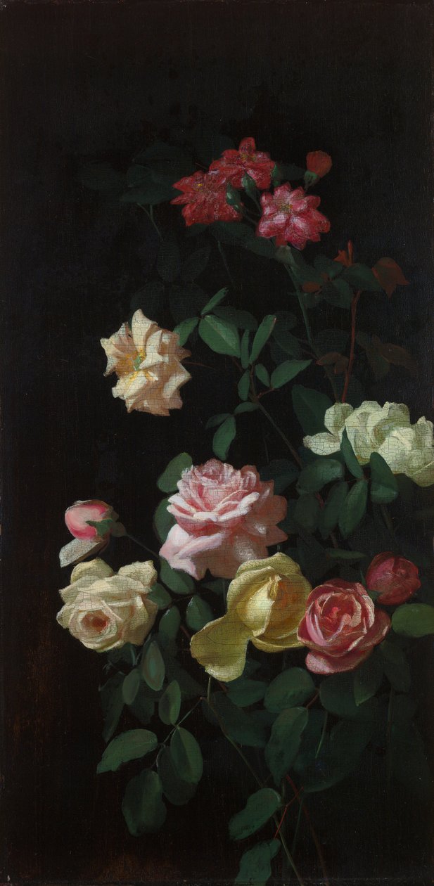 Rosen von George Cochran Lambdin