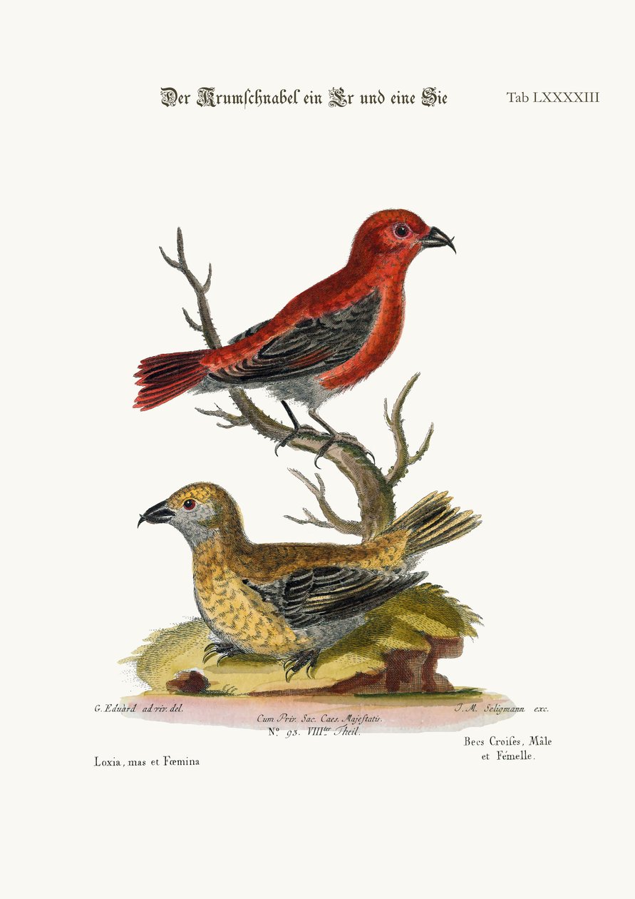 Die Kreuzschnäbel, Hahn und Henne, 1749-73 von George Edwards