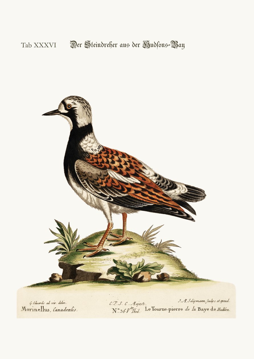 Der Steinwälzer aus der Hudson-Bucht, 1749-73 von George Edwards