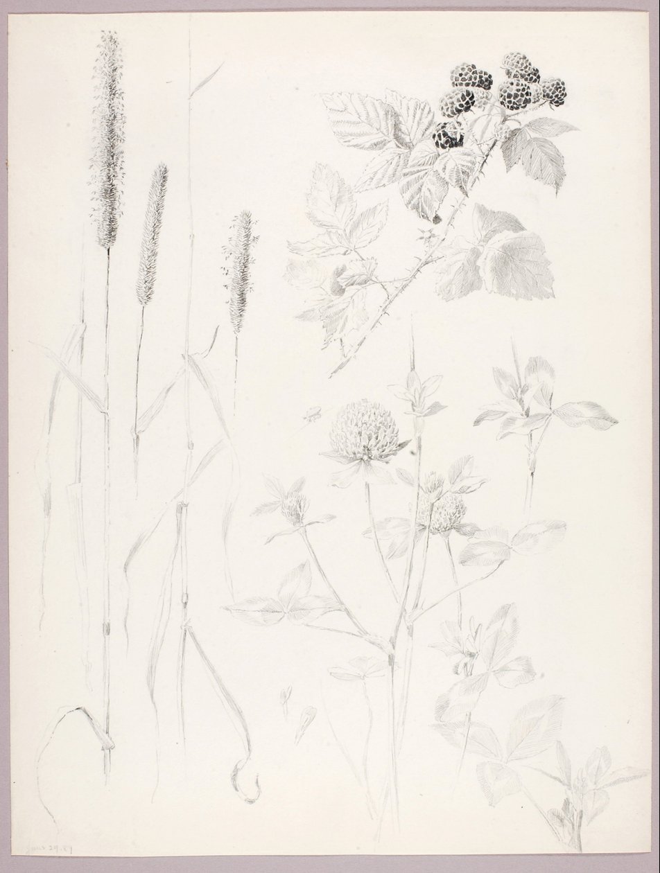 Ohne Titel (Rohrkolben, Klee und Brombeeren) von George Elbert Burr
