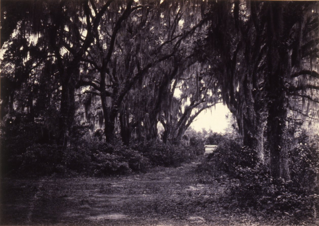 Bonaventure, Savannah, Georgia von George N. Barnard
