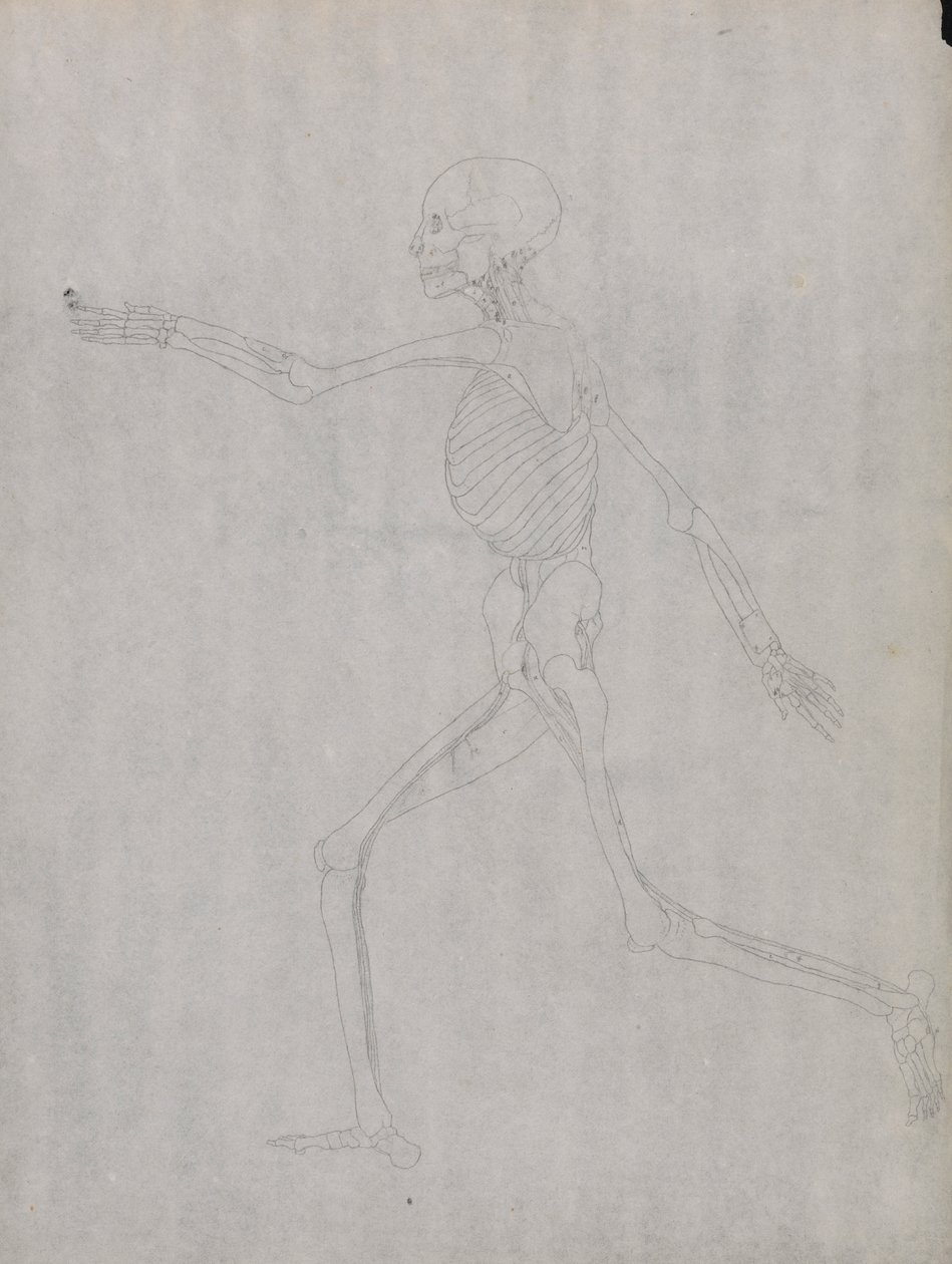 Menschliche Figur, Seitenansicht von George Stubbs