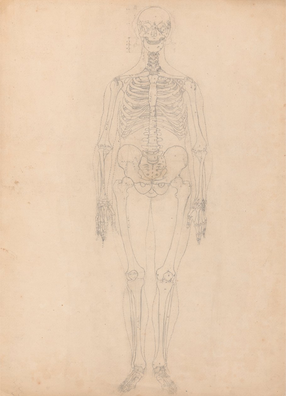 Menschliches Skelett, Vorderansicht von George Stubbs