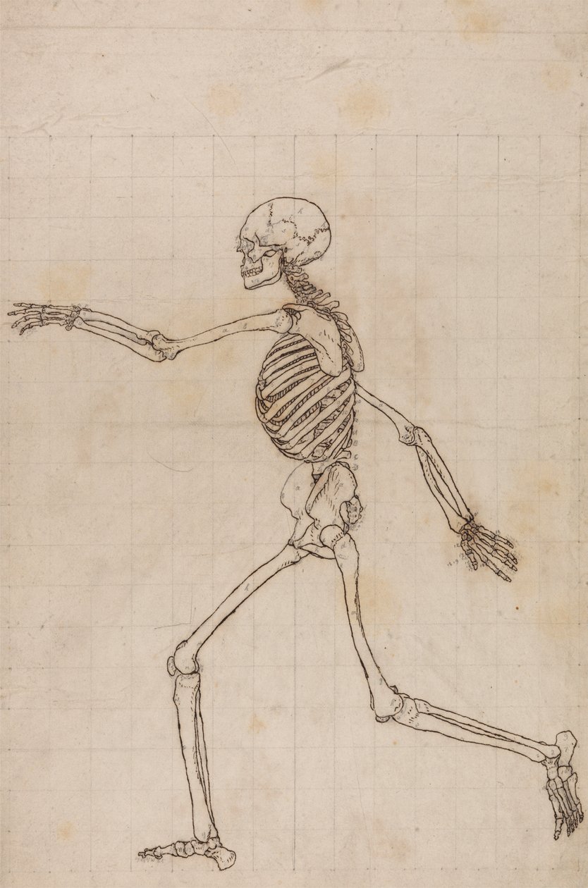 Menschliches Skelett, Seitenansicht von George Stubbs