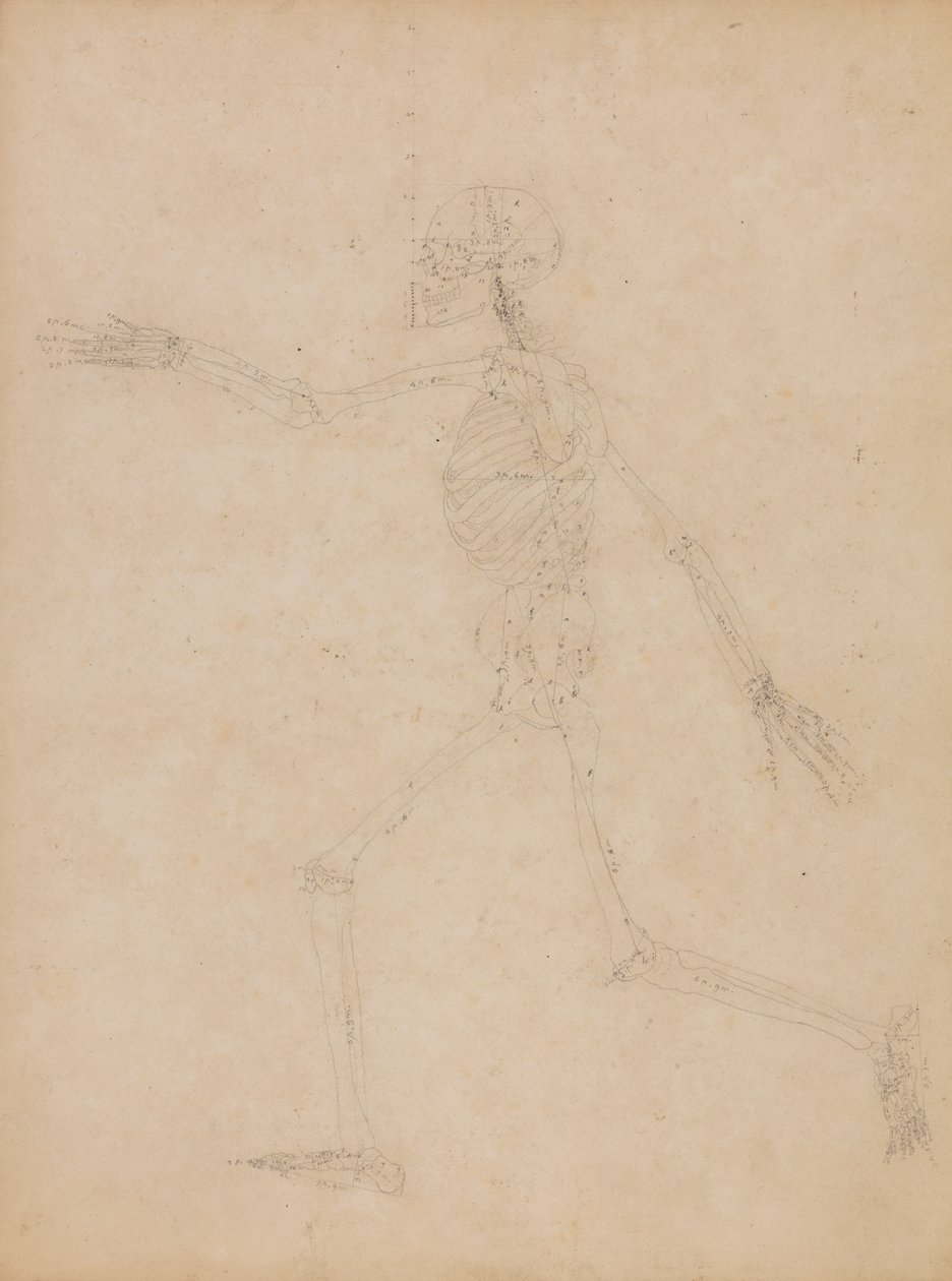 Menschliches Skelett, Seitenansicht von George Stubbs