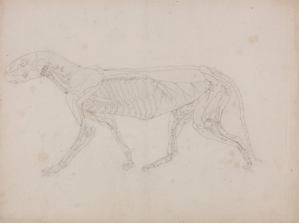 Tigerkörper, Seitenansicht von George Stubbs