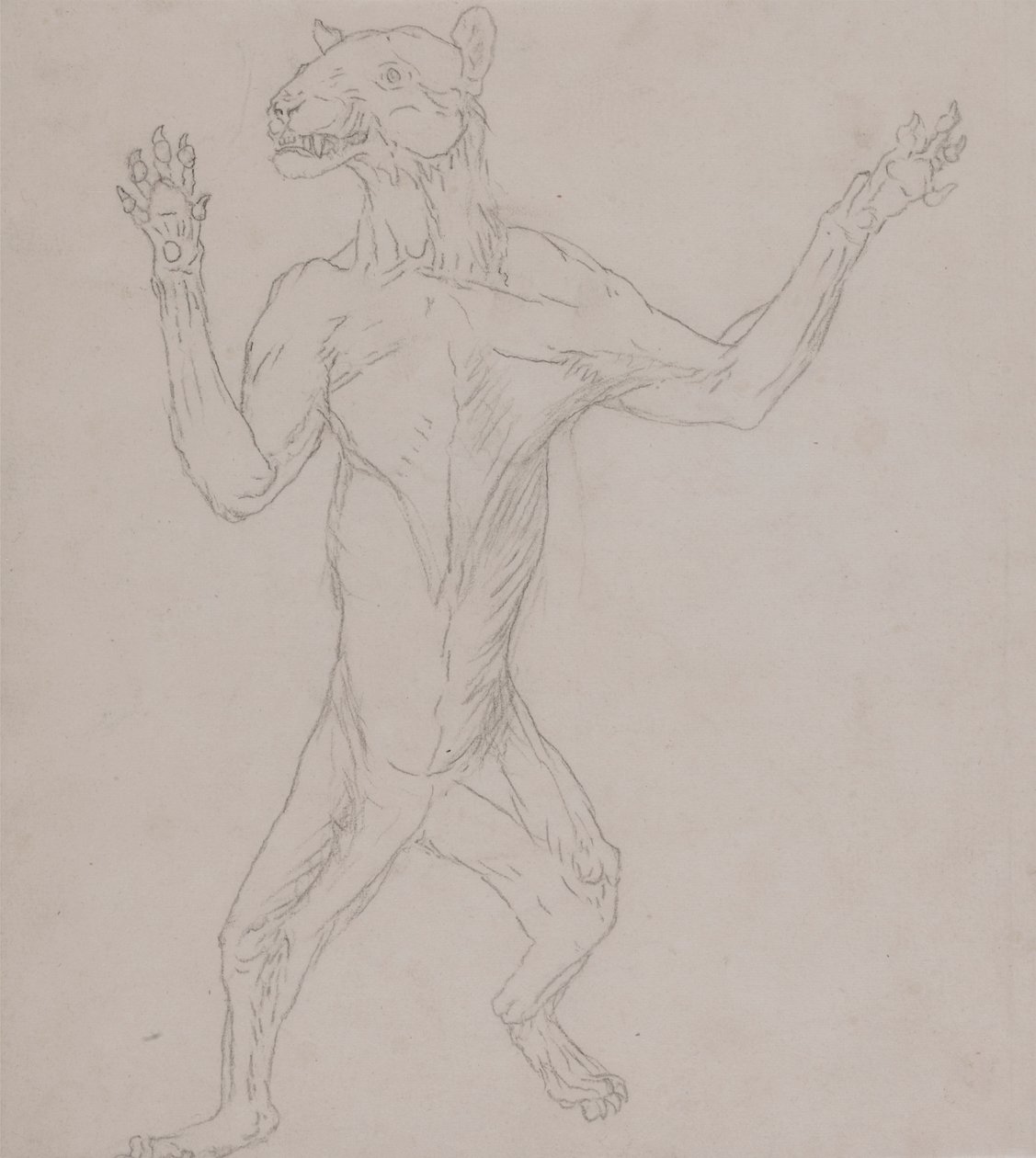 Tigerkörper, stehend in menschlicher Haltung von George Stubbs
