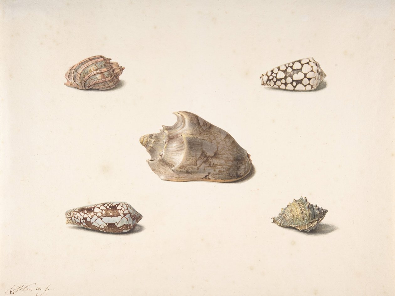 Fünf Muscheln, n.d. von Georgius Jacobus Johannes van Os