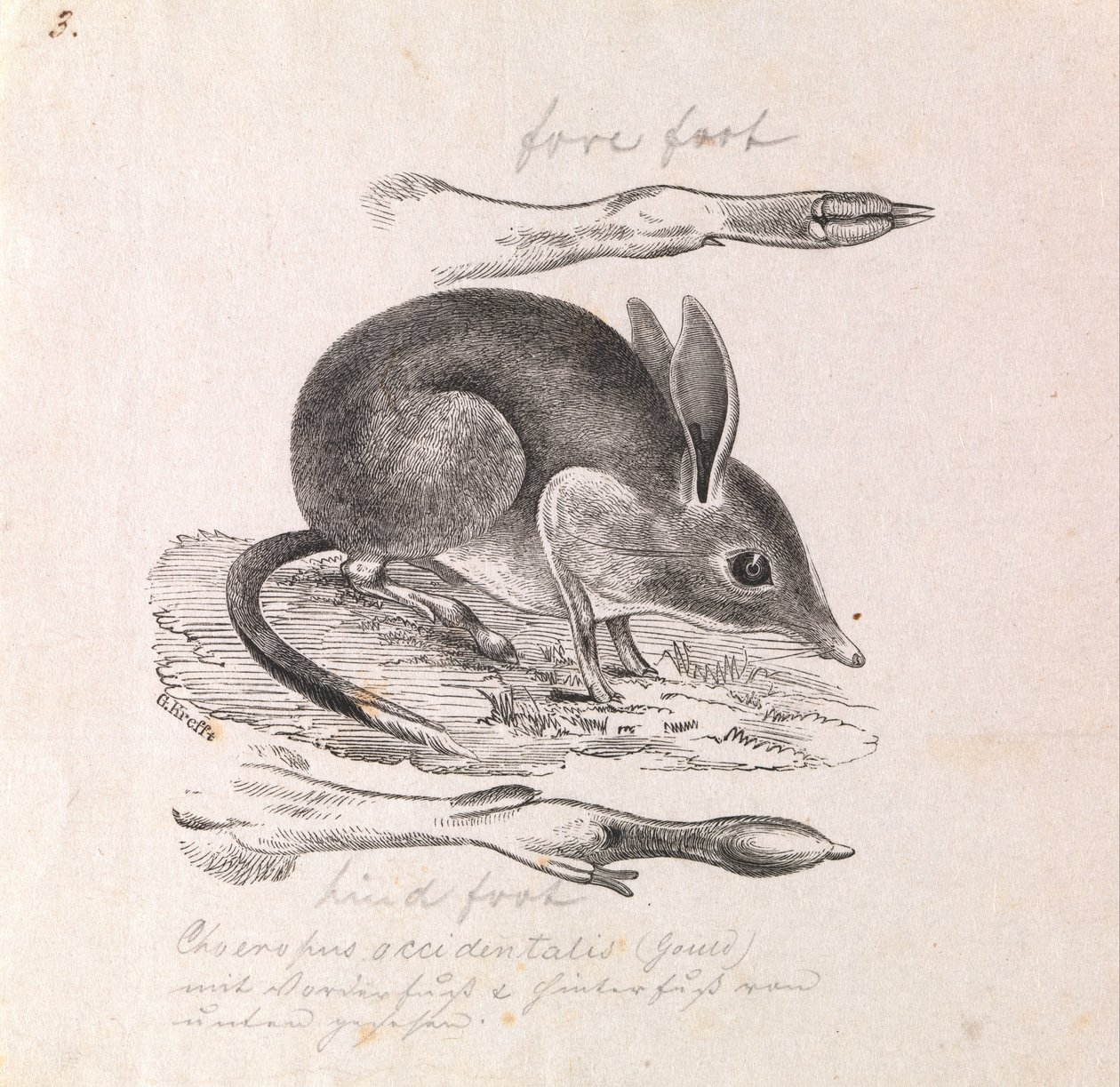 Schweinfüßiger Bandicoot, Chaeropus ecaudatus von Gerard Krefft