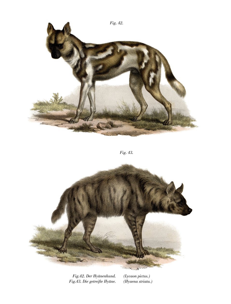 Afrikanischer Wildhund, 1860 von German School