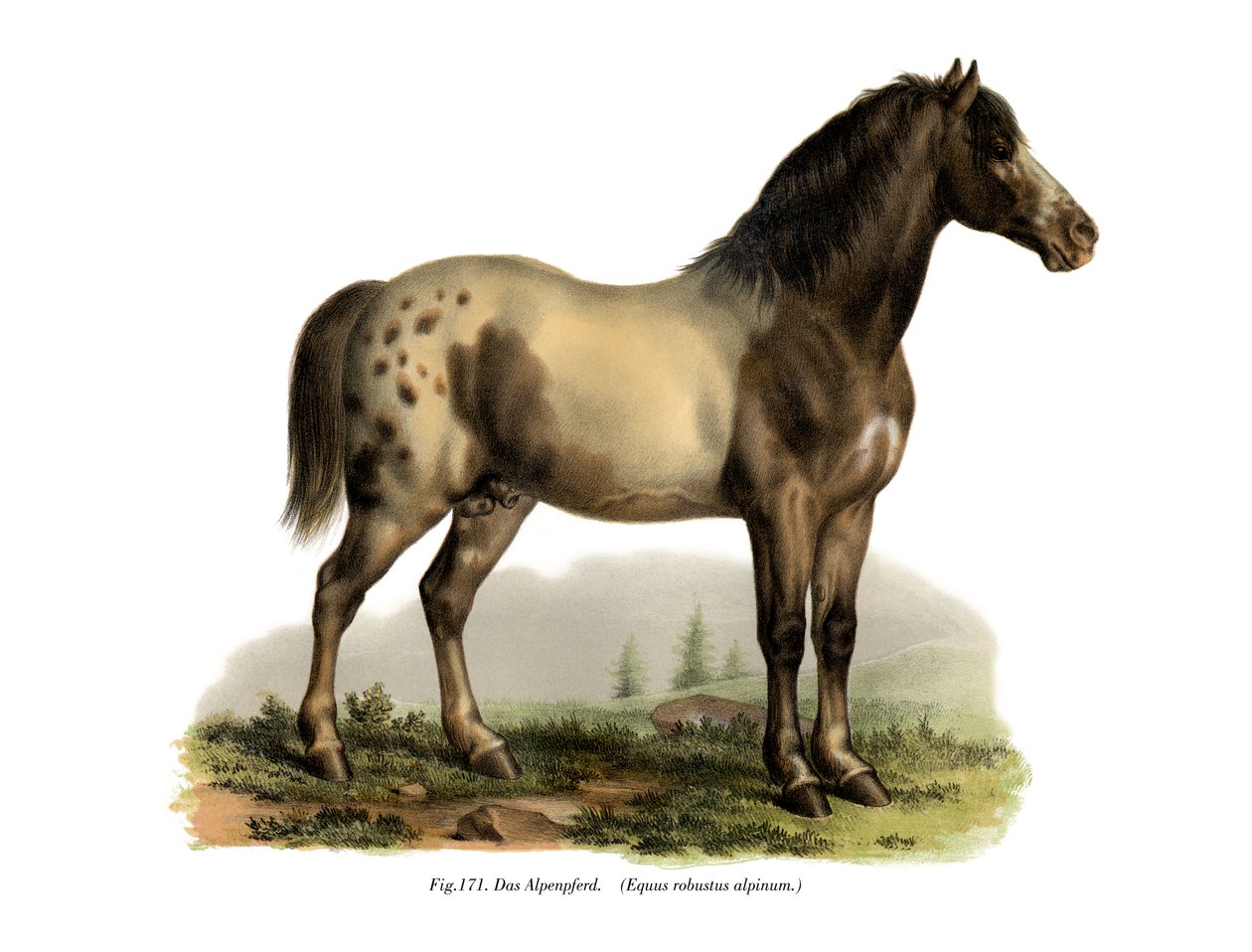 Alpenpferd von German School