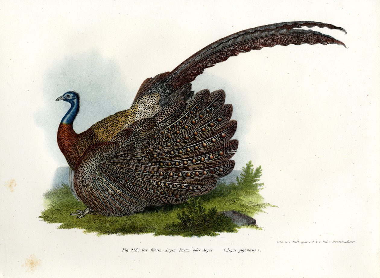 Argusfasan, 1864 von German School