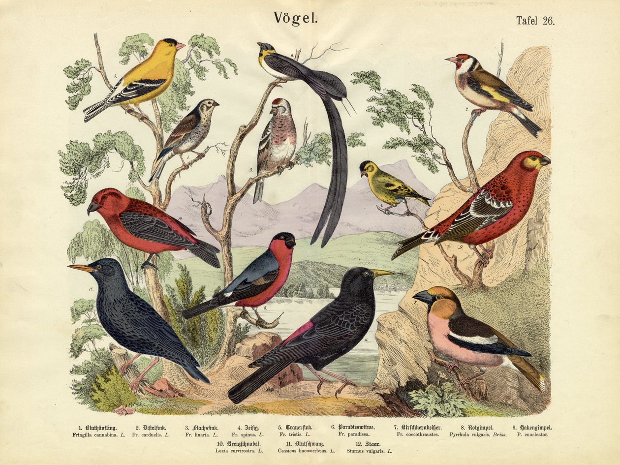 Vögel, um 1860 von German School