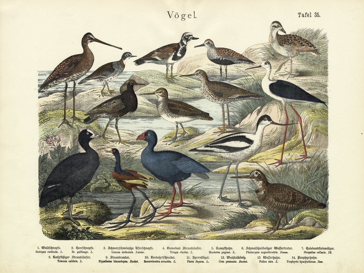 Vögel, um 1860 von German School
