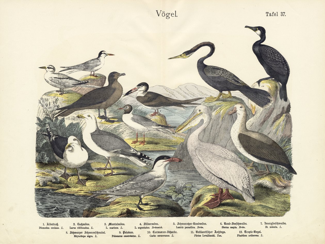 Vögel, um 1860 von German School