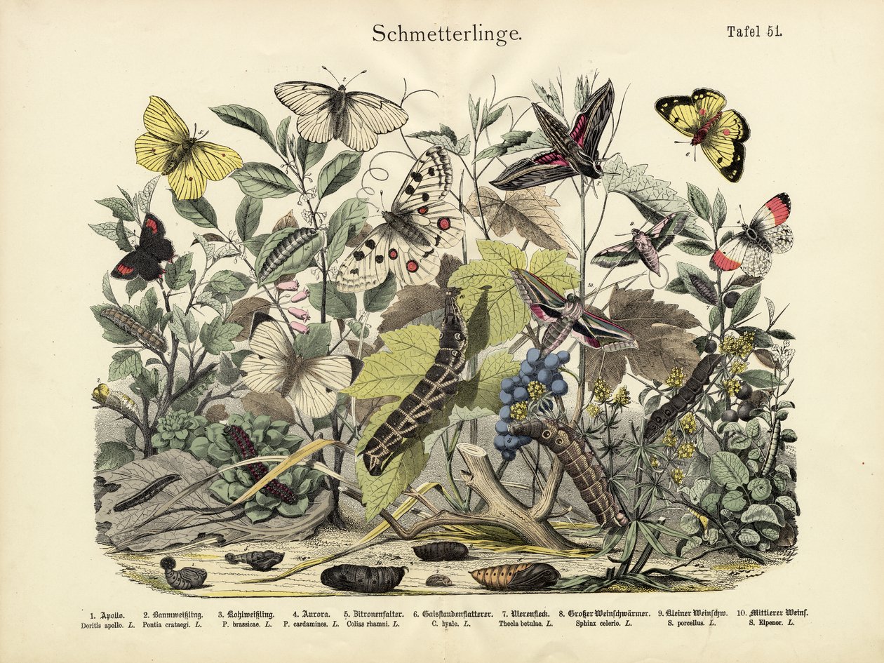 Schmetterlinge, um 1860 von German School