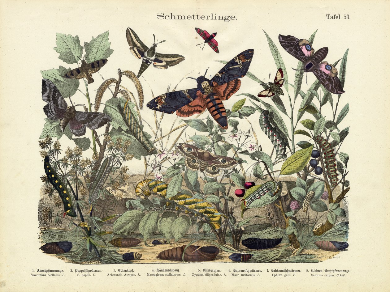 Schmetterlinge, um 1860 von German School