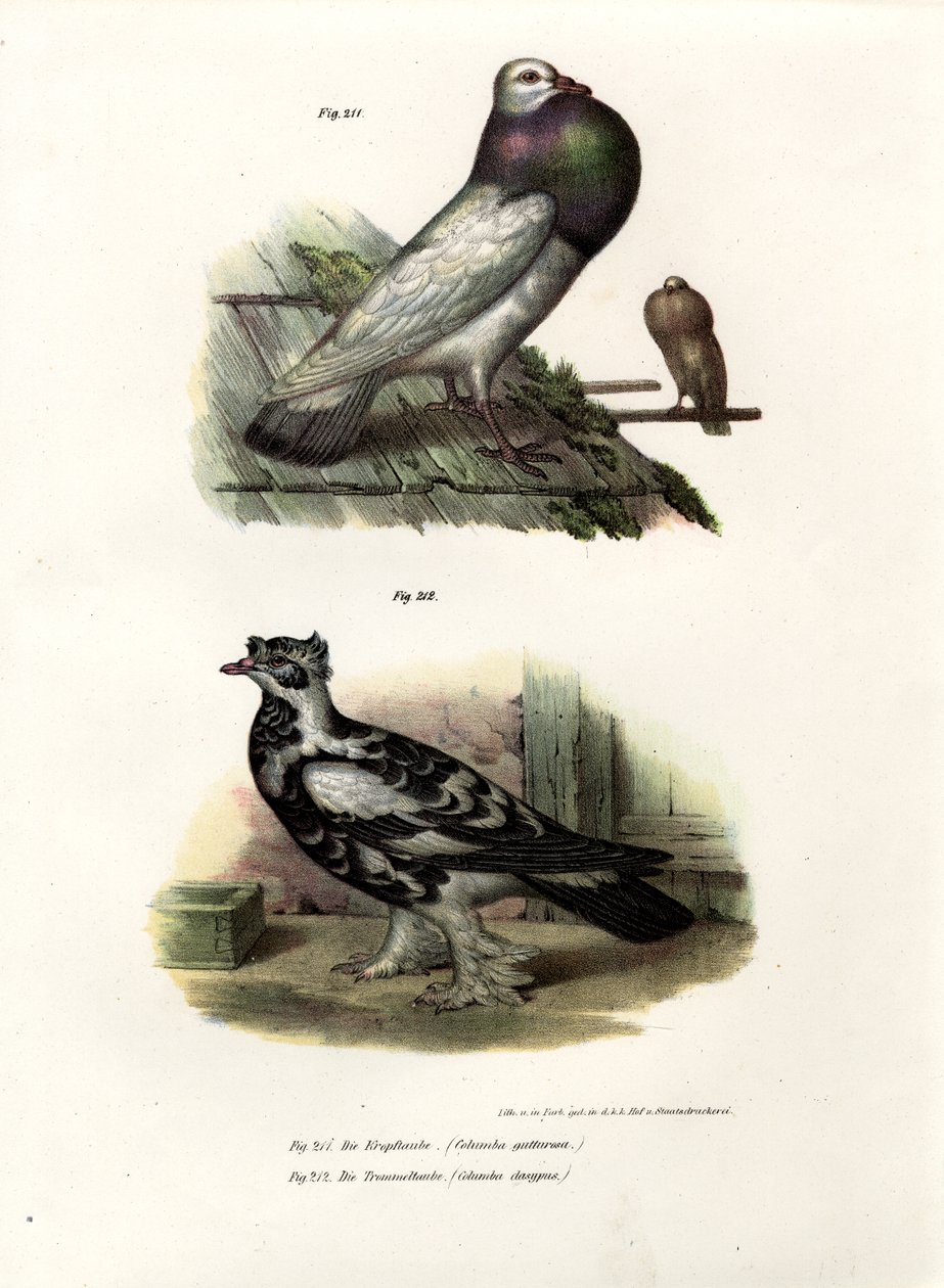 Englischer Kropftaube, 1864 von German School