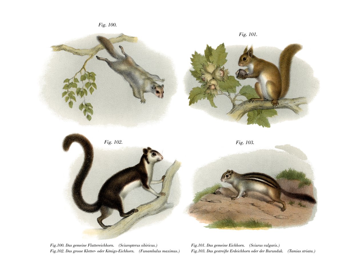 Eurasisches Gleithörnchen von German School