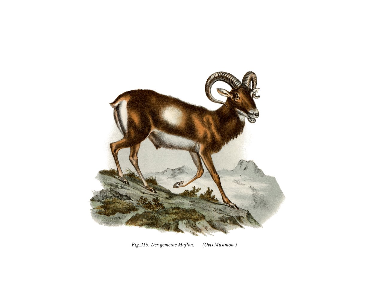 Europäischer Mufflon, 1860 von German School