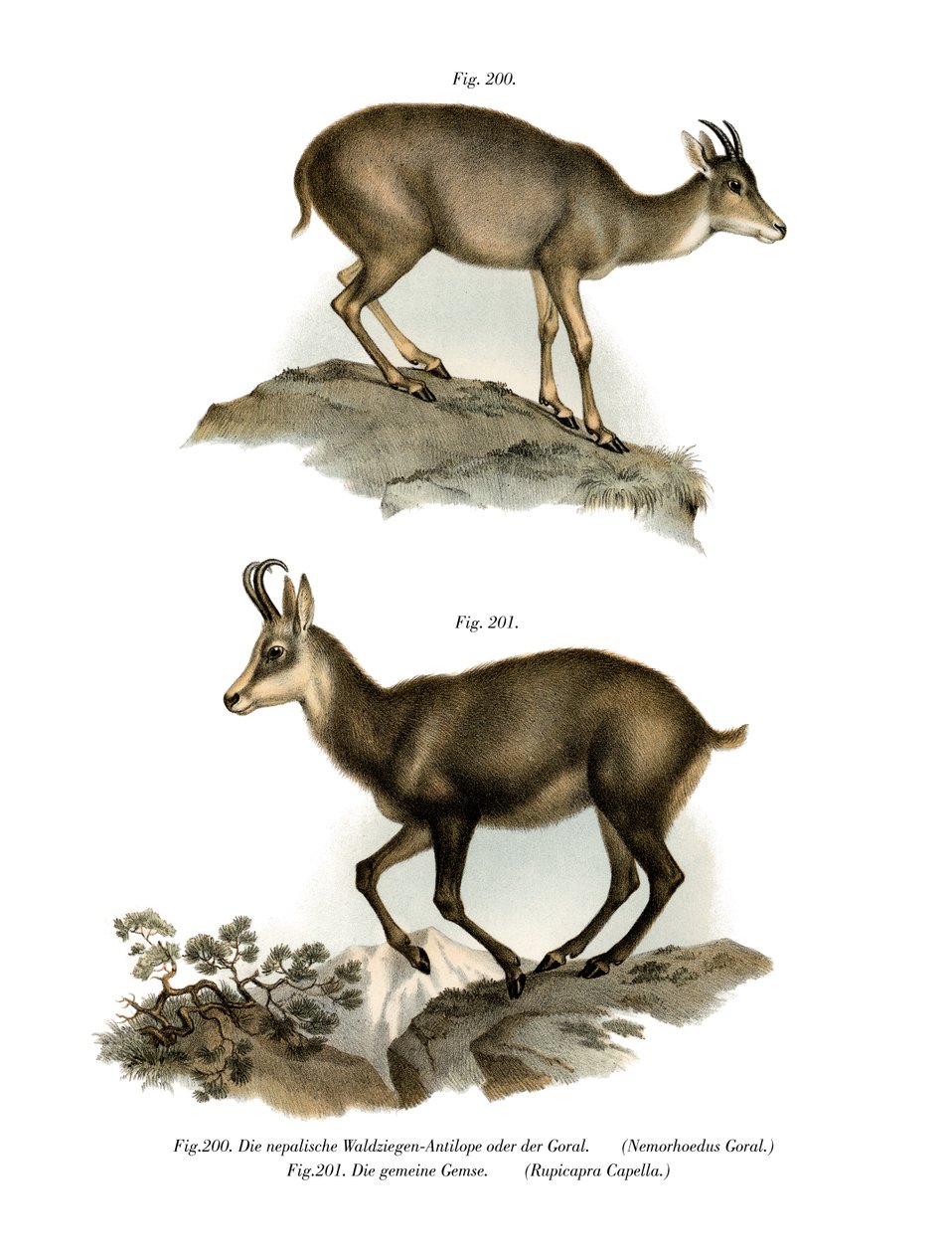 Grauer Goral, 1860 von German School
