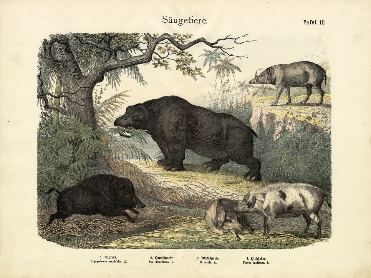 Säugetiere, um 1860 von German School