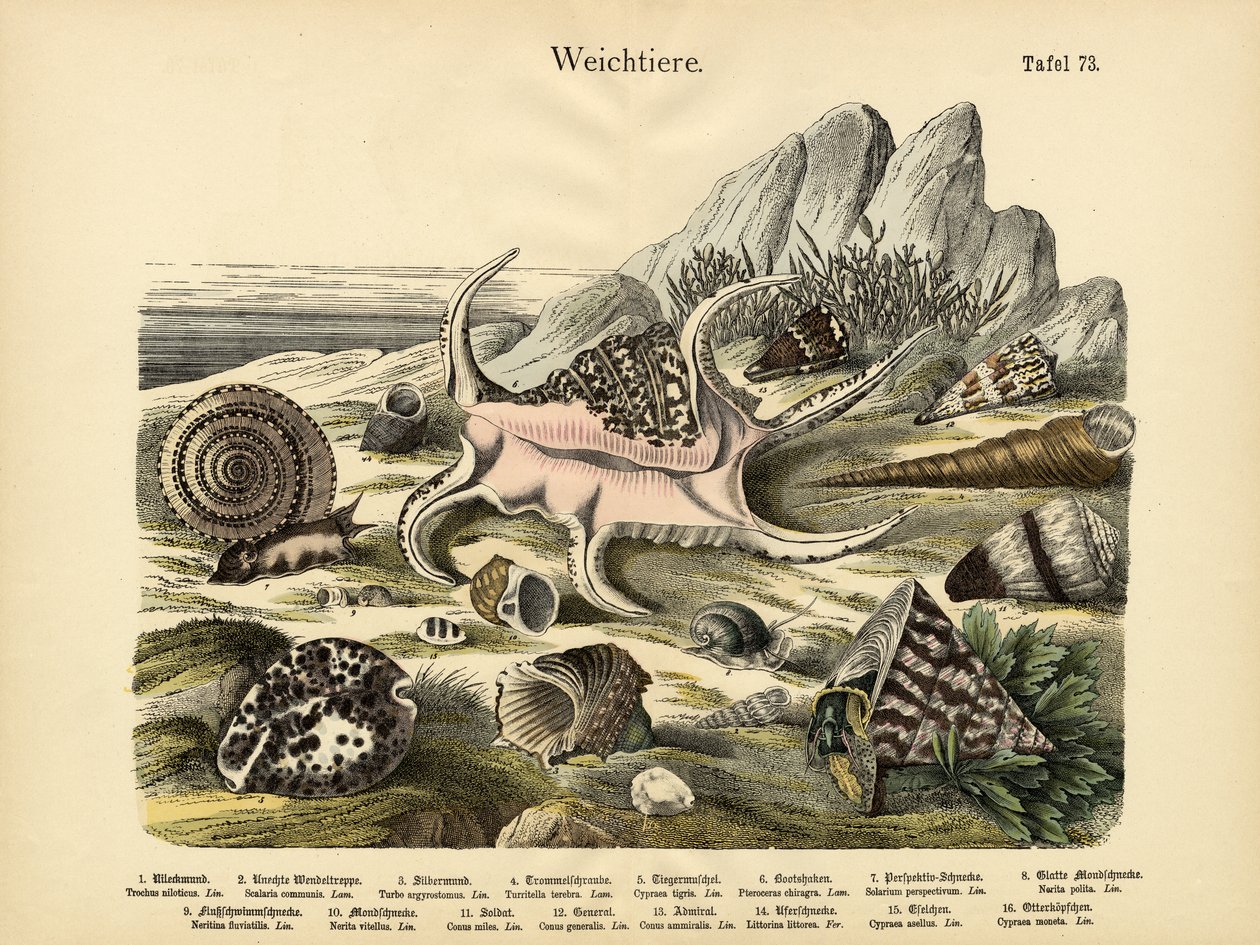 Weichtiere, um 1860 von German School