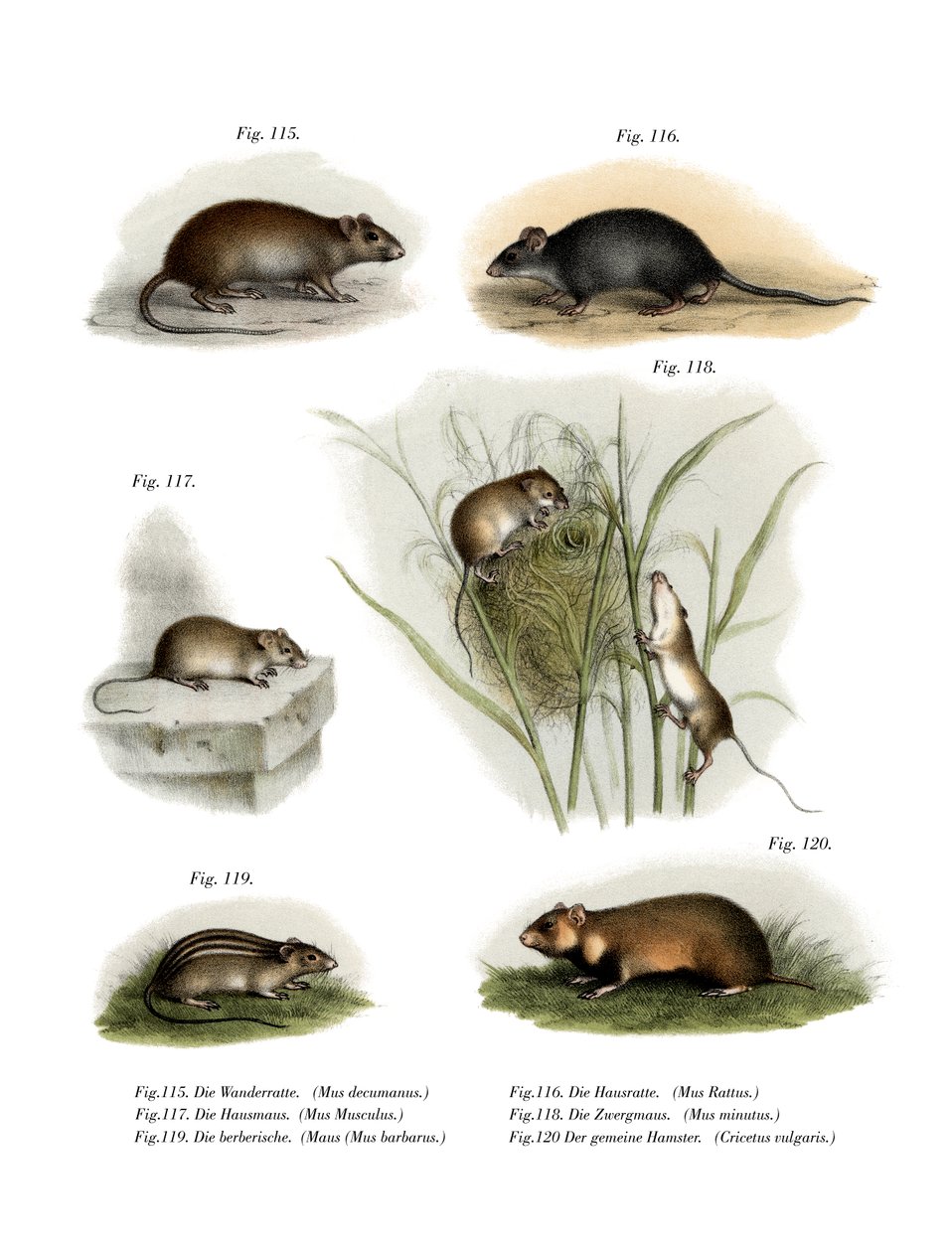 Wanderratte von German School