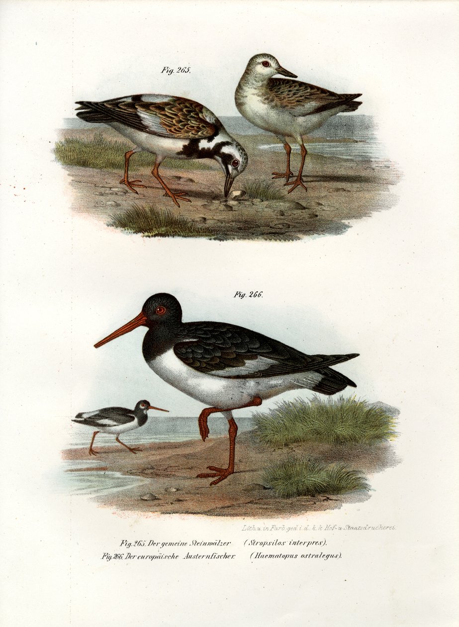 Steinwälzer, 1864 von German School