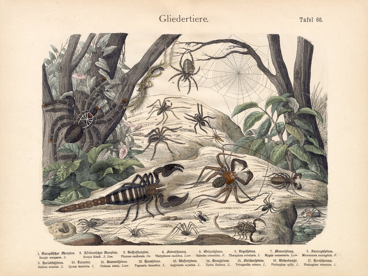 Skorpione und Spinnen, um 1860 von German School
