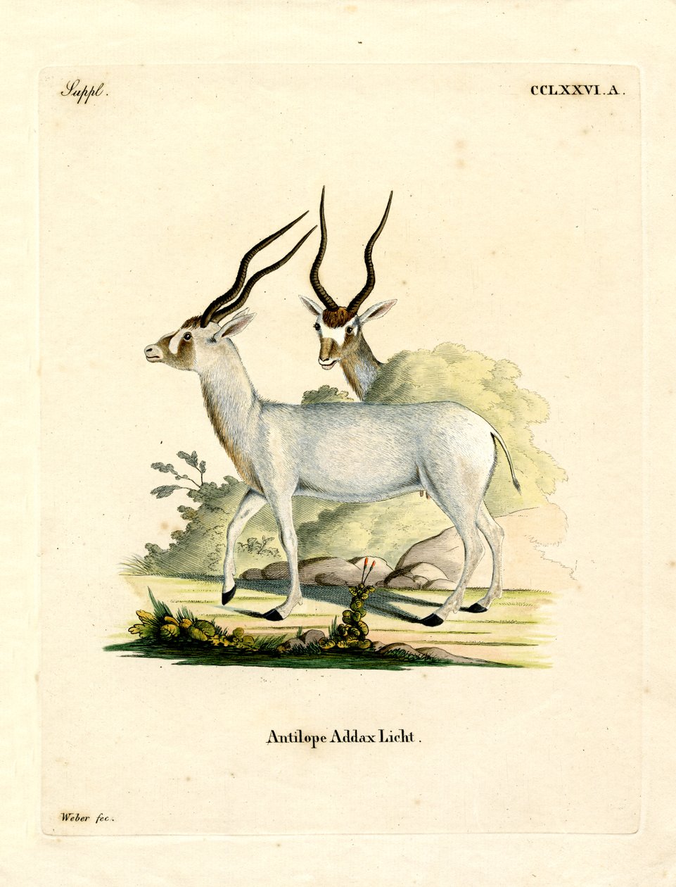 Addax-Antilope von German School