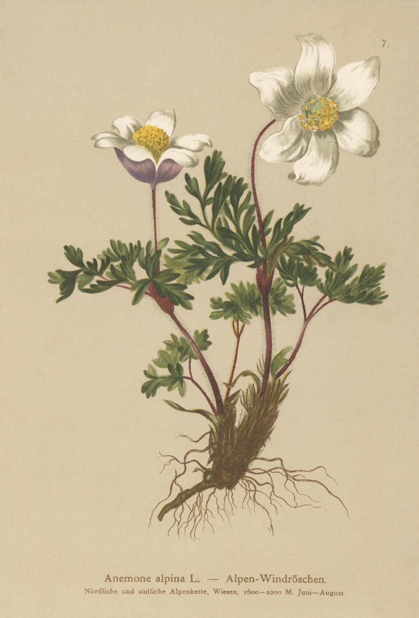 Alpen-Anemone (Anemone alpina, Pulsatilla alpina) von German School