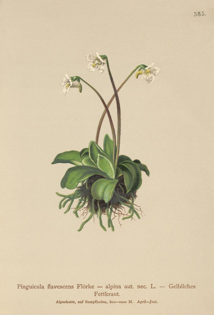 Alpen-Fettkraut (Pinguicula flavescens, Pinguicula alpina) von German School
