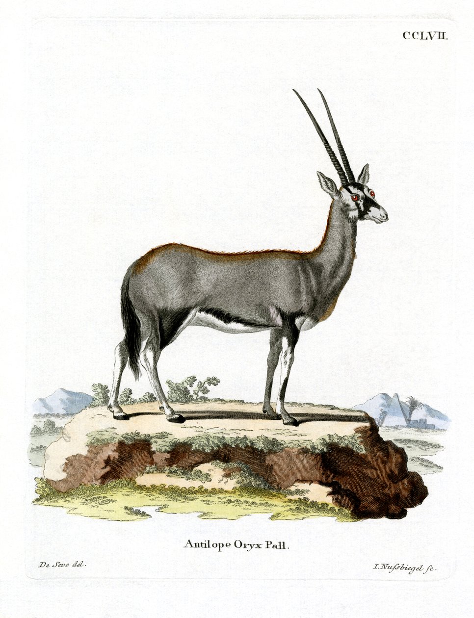 Arabische Oryx von German School