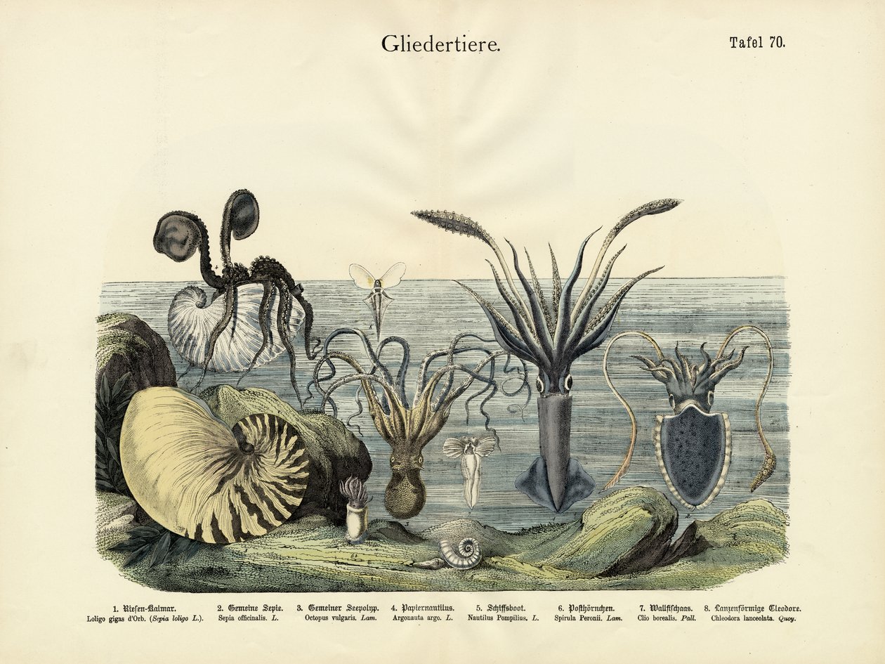 Gliederfüßer, ca. 1860 von German School