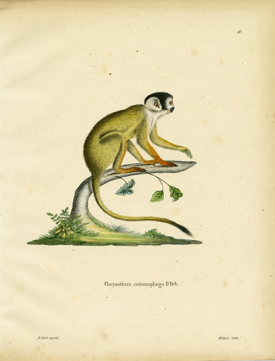 Schwarzgesichtiger Totenkopfaffe (farbige Gravur) von German School