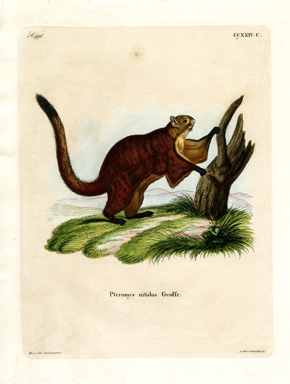 Brillantes Flughörnchen von German School