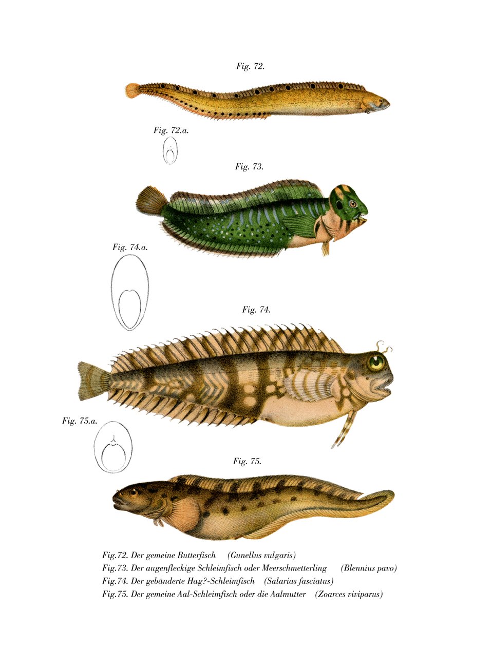 Butterfisch von German School