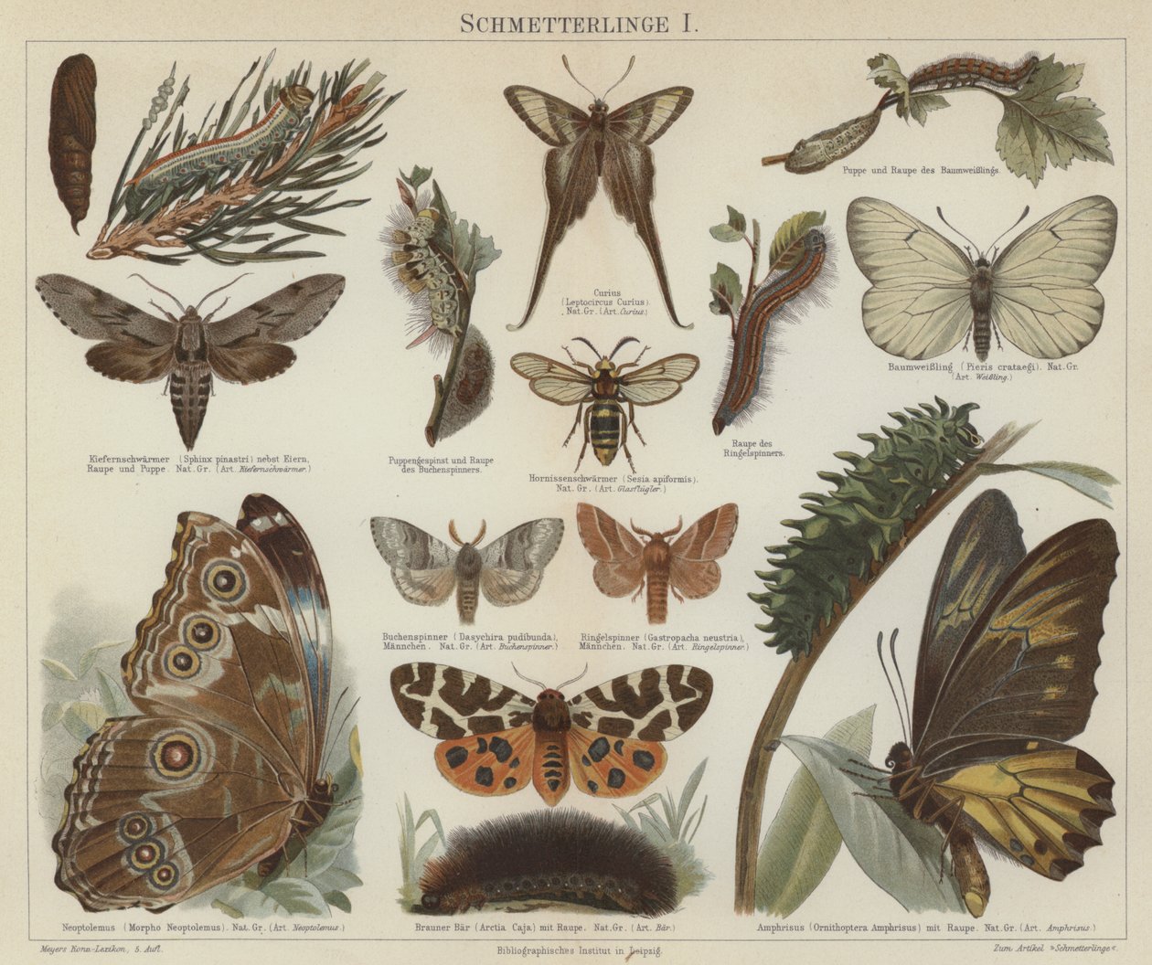 Schmetterlinge und Motten von German School
