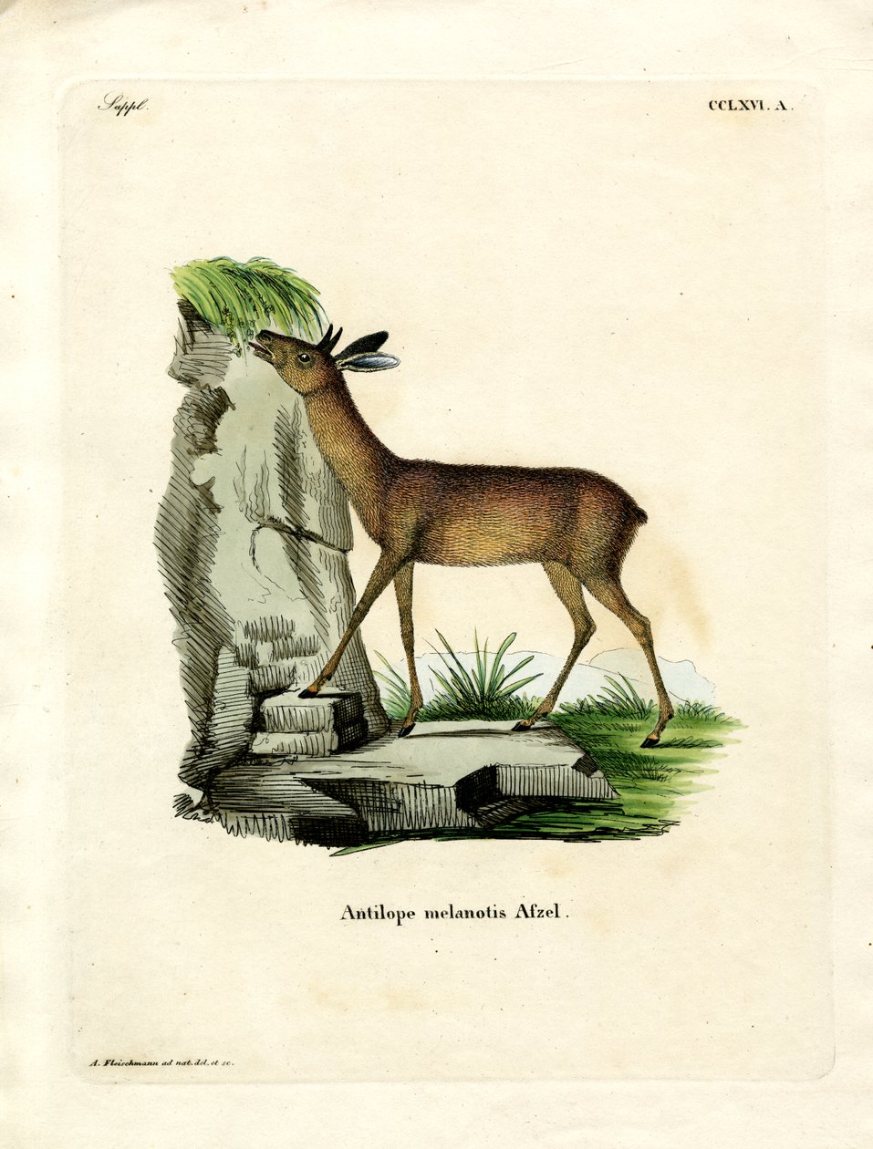 Kap-Grysbok von German School