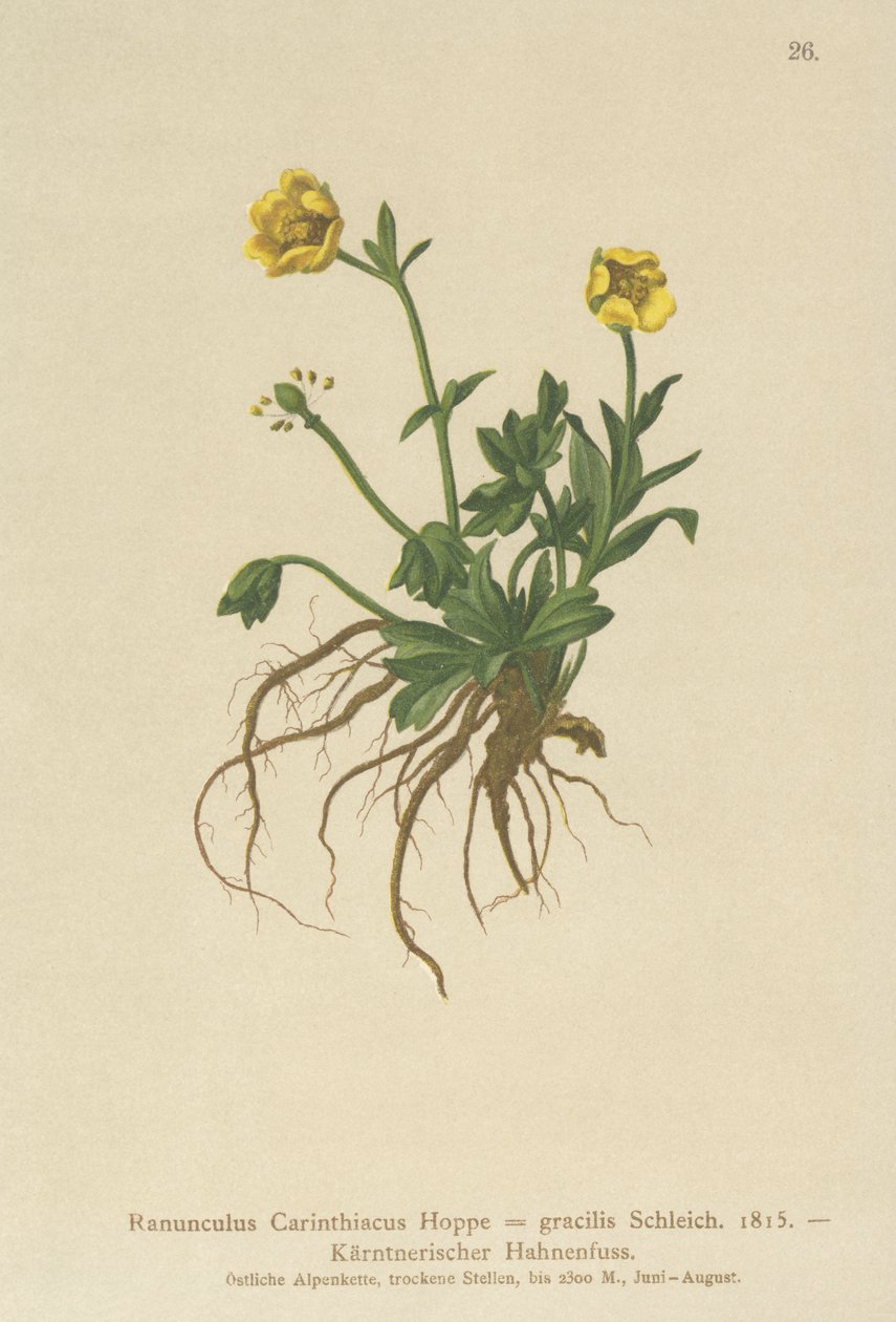 Kärntner Hahnenfuß (Ranunculus Carinthiacus, Ranunculus gracilis) von German School