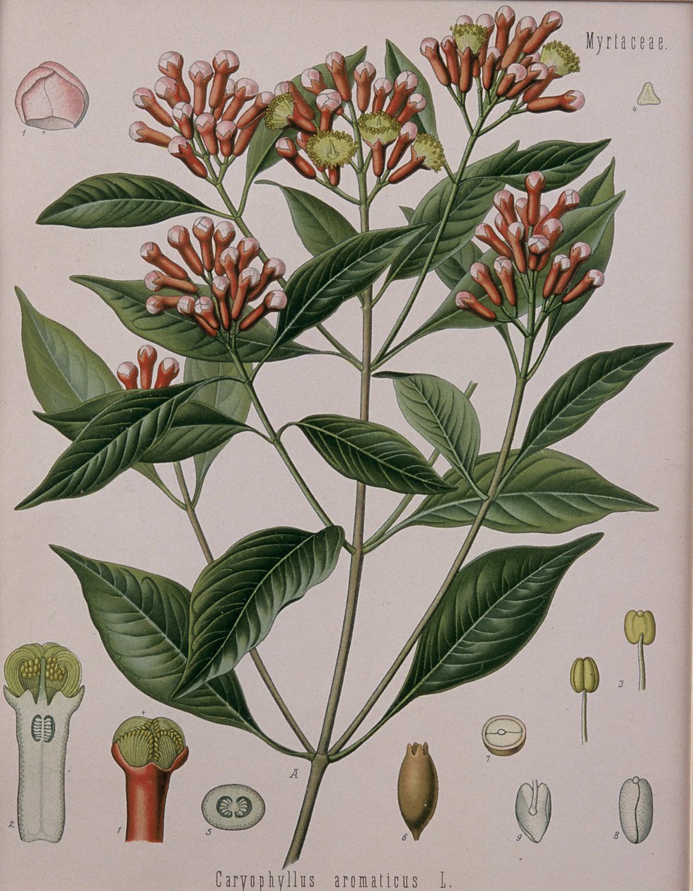 Caryophyllus Aromaticus (Gewürznelken) von German School