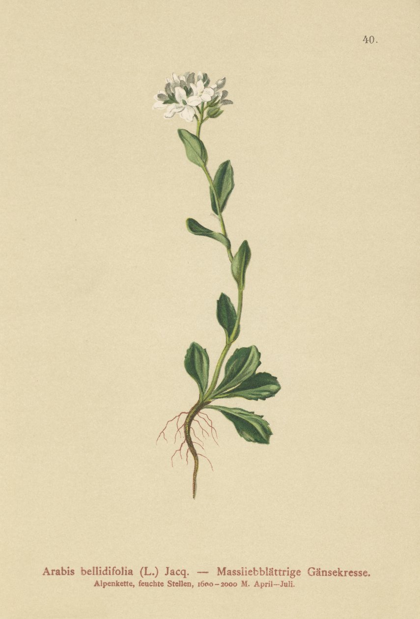 Gänseblümchen-Gänsekresse (Arabis bellidifolia) von German School