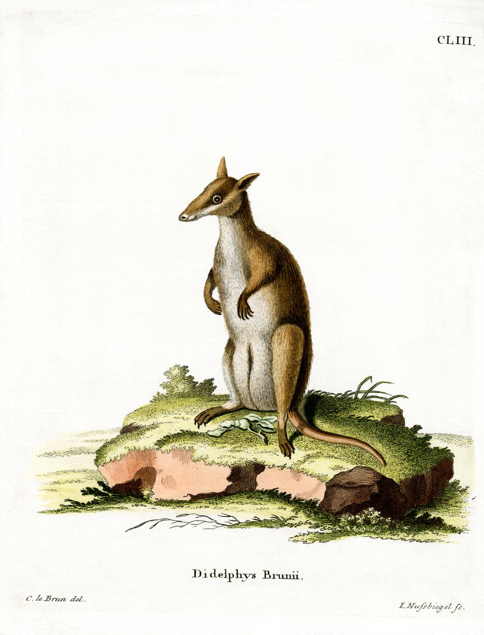 Dunkles Wallaby von German School