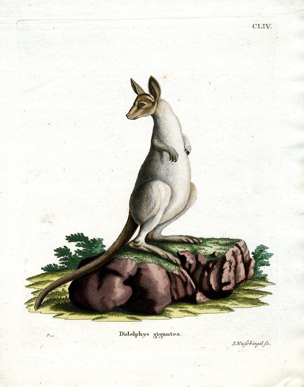Östliches Graues Känguru von German School