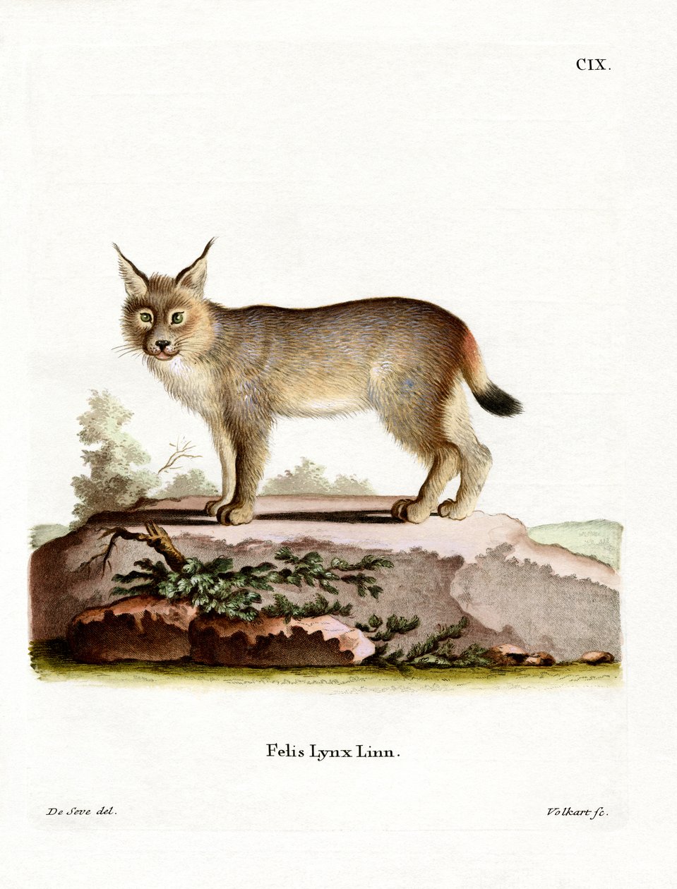 Eurasischer Luchs von German School