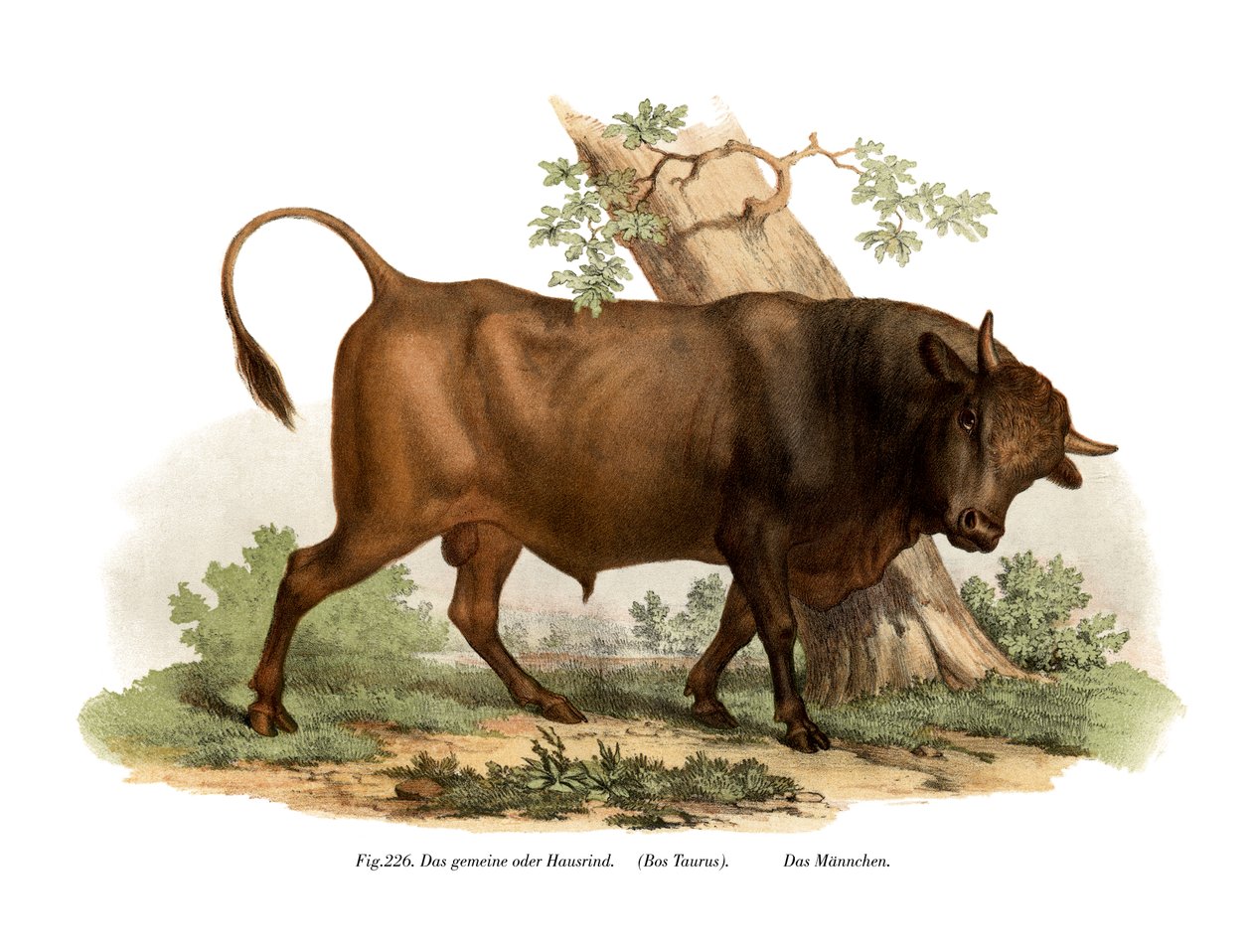 Europäisches Rind, 1860 von German School