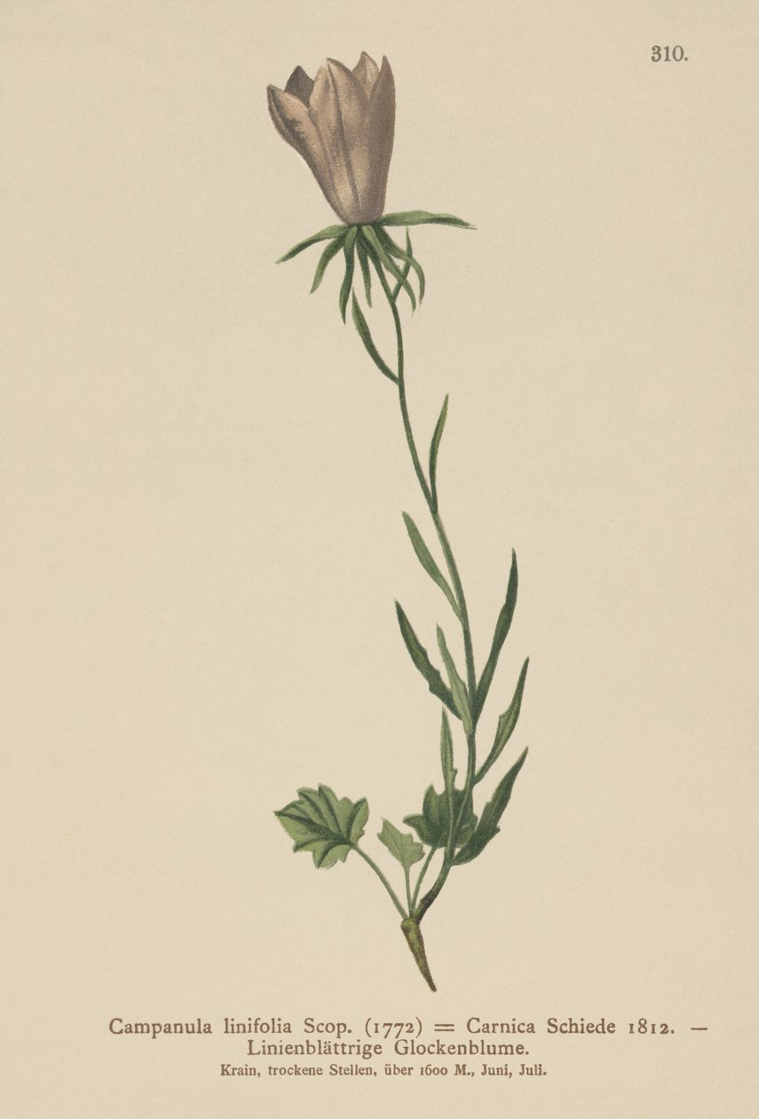 Leinblättrige Glockenblume von German School